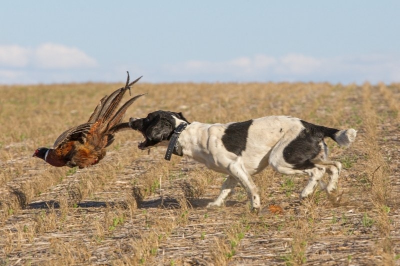 Ловци, кучета и фазани на старт за Осмия турнир „Йосиф Хинек Майер”